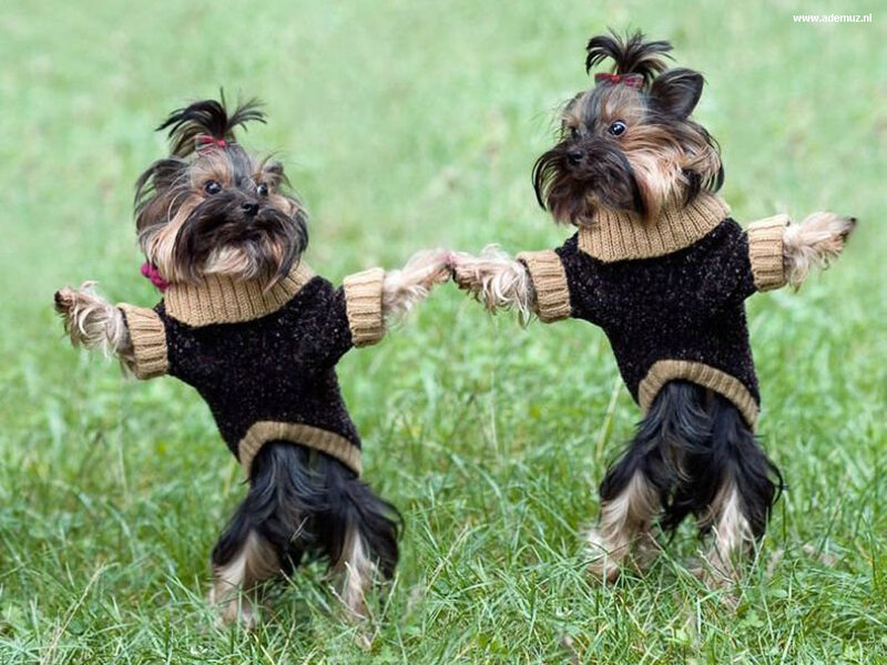 Two Yorkie Dogs — Green