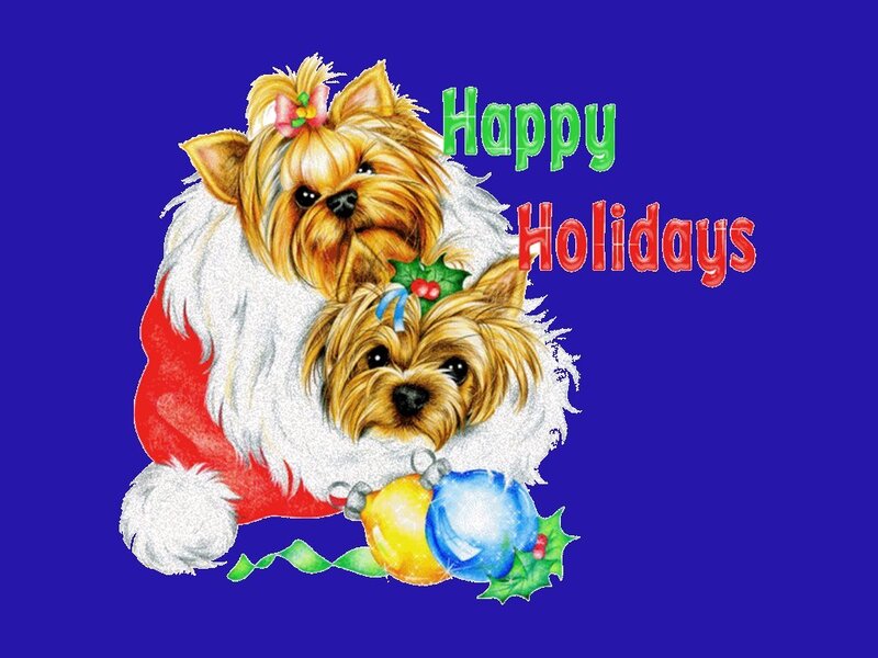 Two Yorkie Dogs