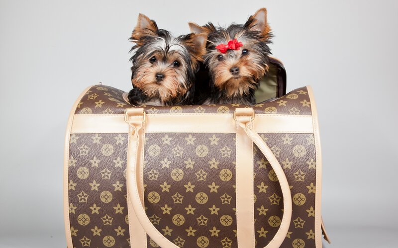 Two Yorkie Puppies — Brown