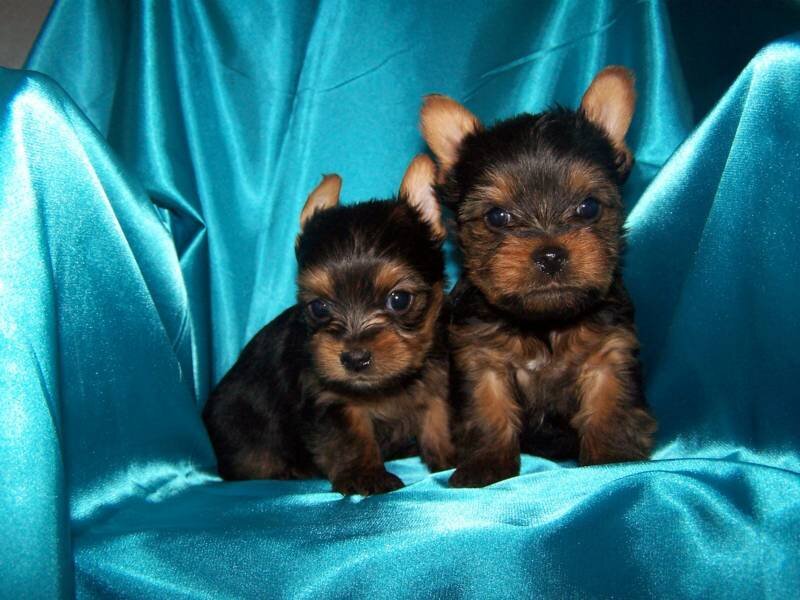 two yorkie puppies on blue fabric