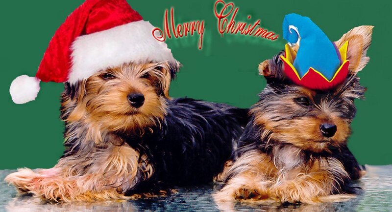 Two Yorkie Puppies