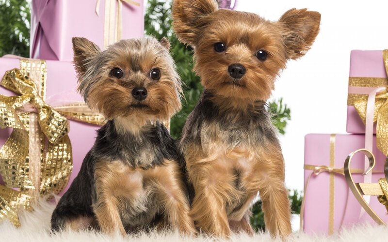 Two Yorkshire Terrier Dogs