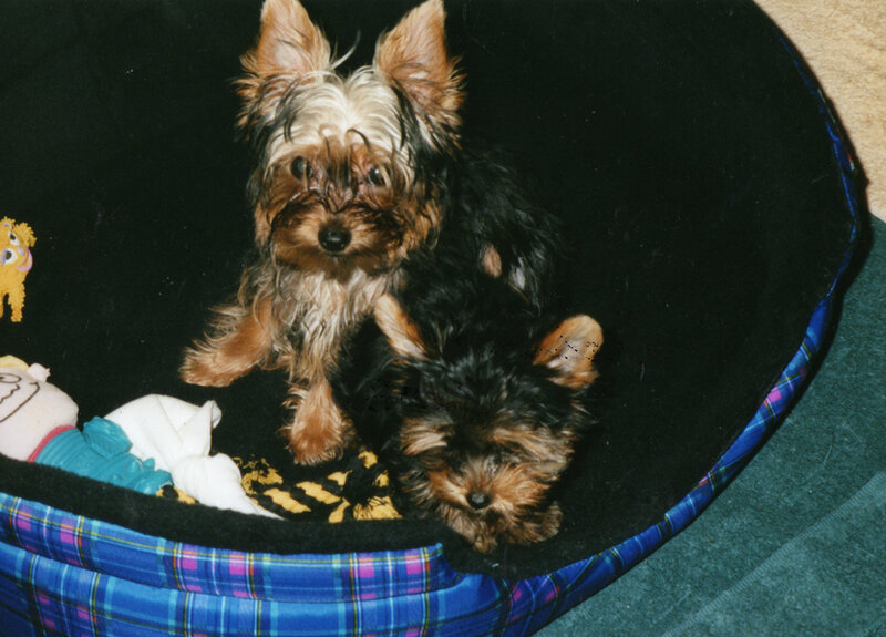 Two Yorkshire Terrier Puppies — Black, Calm