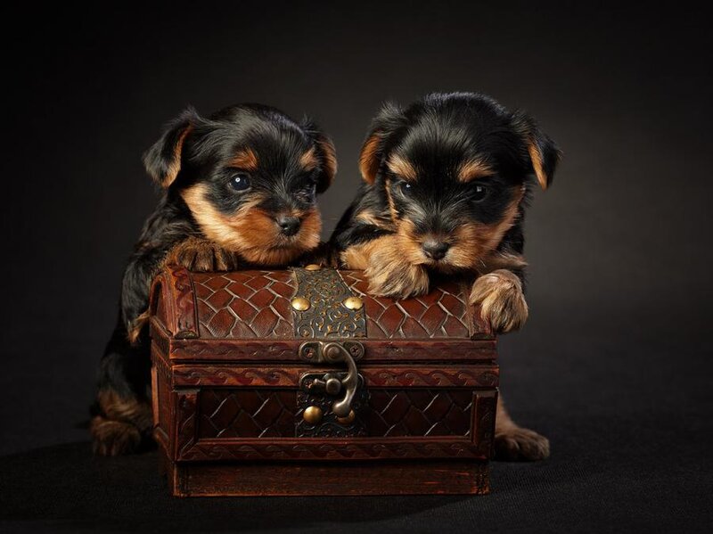 Two Yorkshire Terrier Puppies — Black