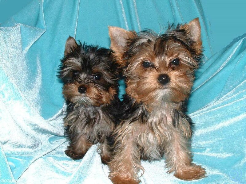 Two Yorkshire Terrier Puppies — Blue