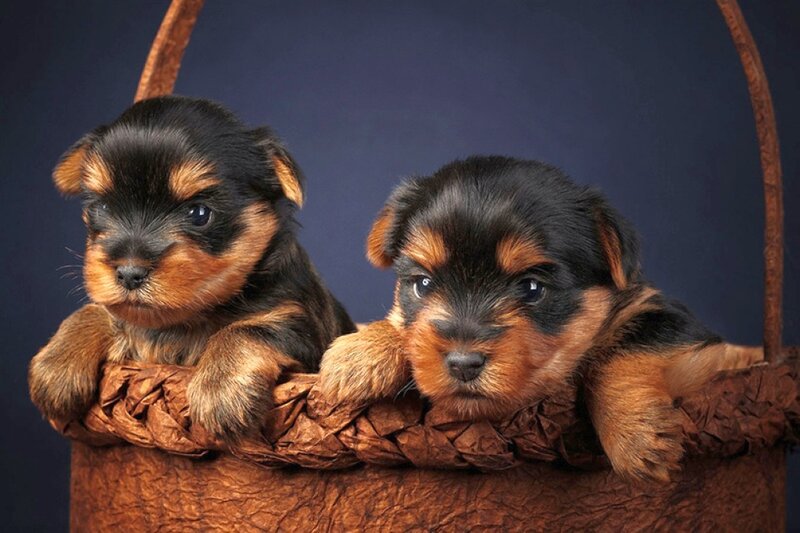 Two Yorkshire Terrier Puppies — Brown