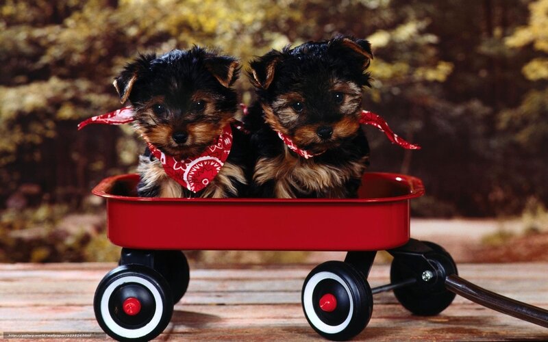 Two Yorkshire Terrier Puppies — Red