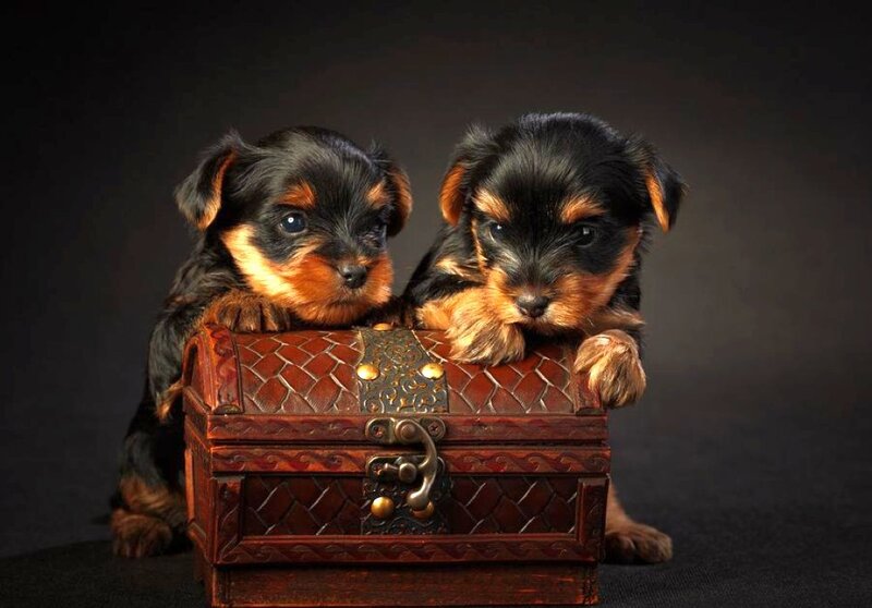 Two Yorkshire Terrier Puppies