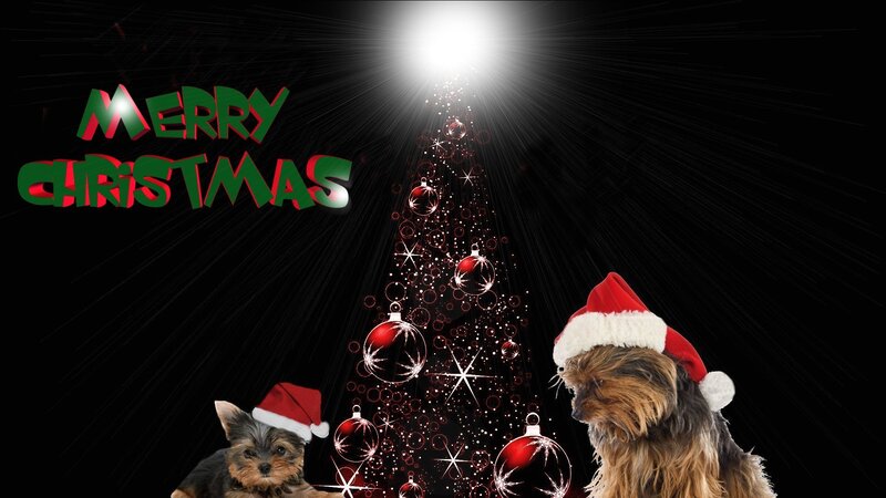 Two Yorkshire Terriers — Black