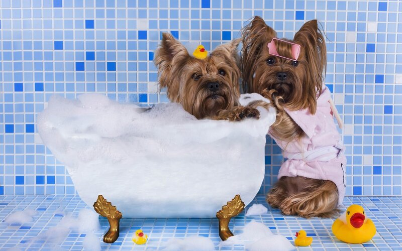 Two Yorkshire Terriers — Blue