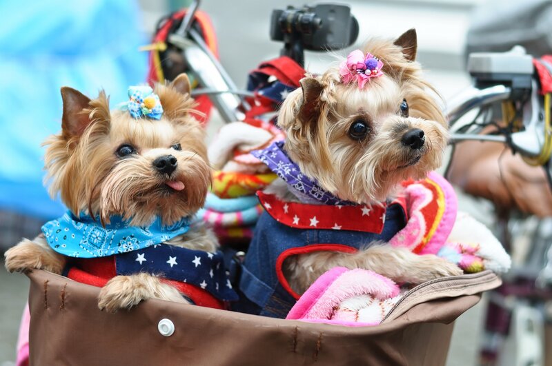 Two Yorkshire Terriers — Brown