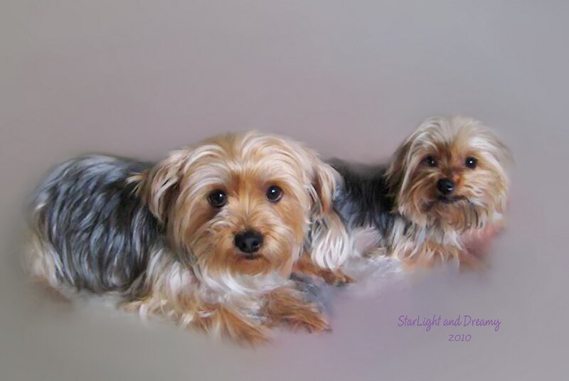 Two Yorkshire Terriers — Gray