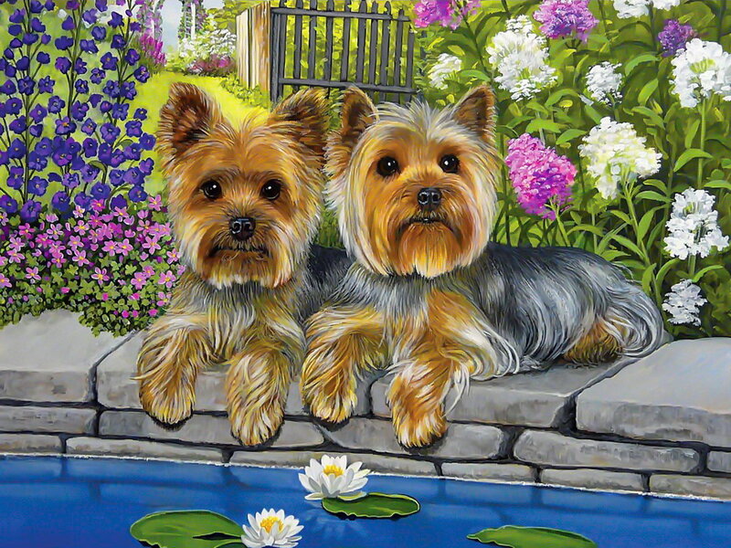 Two Yorkshire Terriers — Green, Serene
