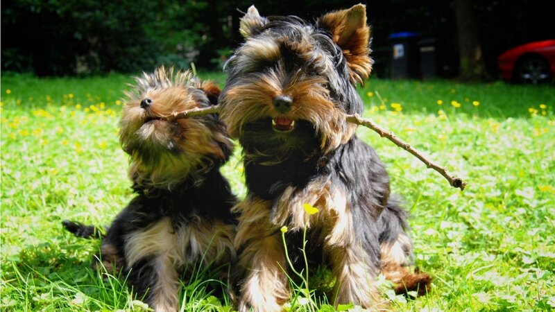 Two Yorkshire Terriers — Green