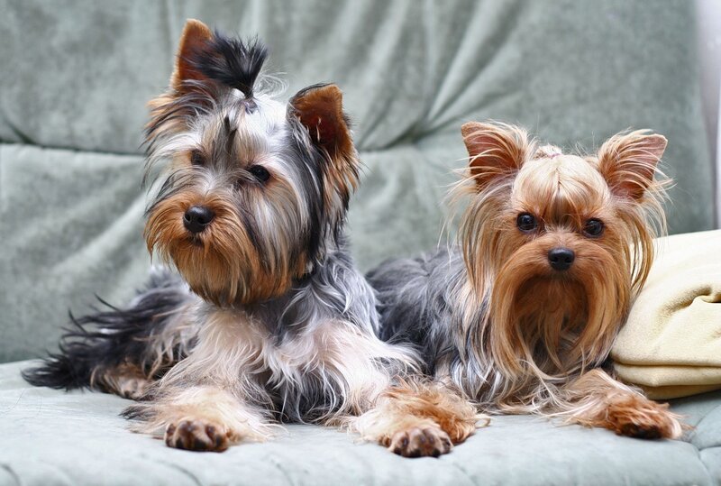 two yorkshire terriers on couch