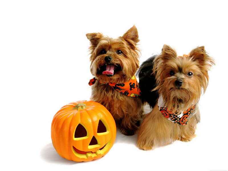 Two Yorkshire Terriers — Orange