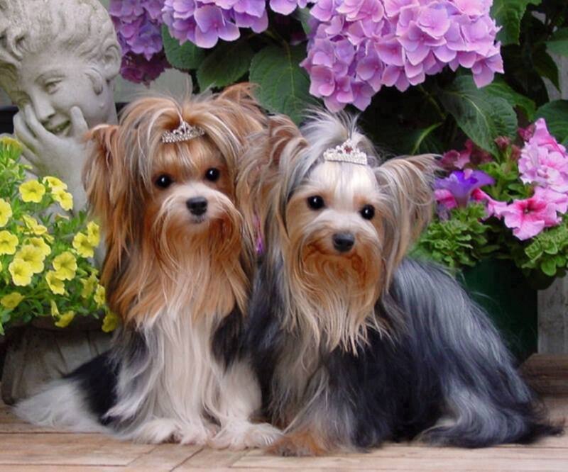 Two Yorkshire Terriers — Purple, Calm