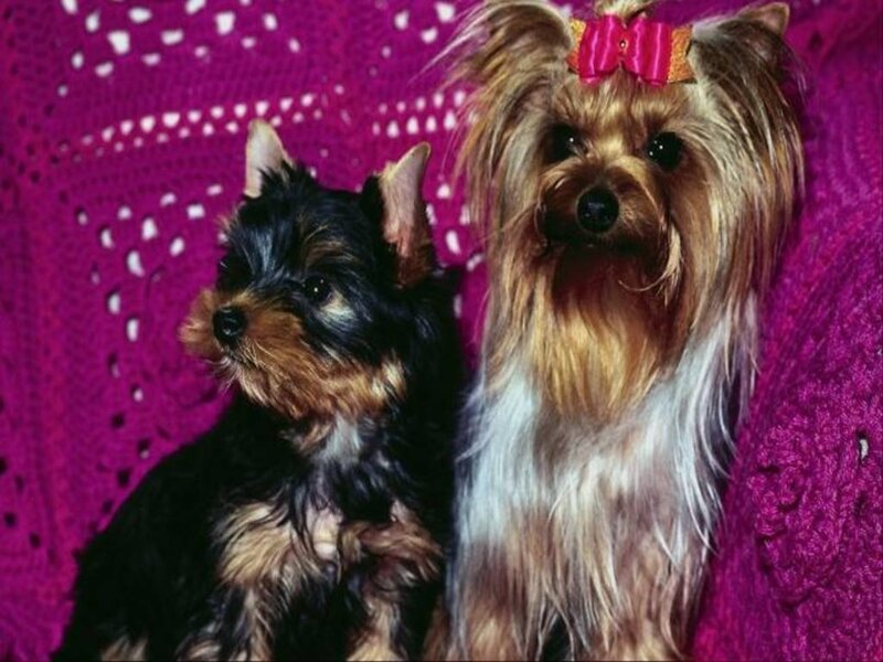 Two Yorkshire Terriers — Purple