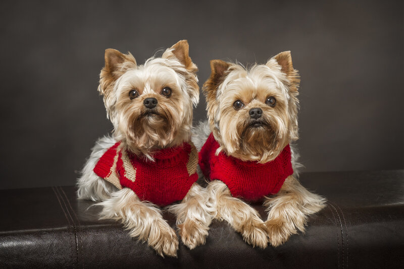 Two Yorkshire Terriers — Red, Calm, Photograph, Sweaters