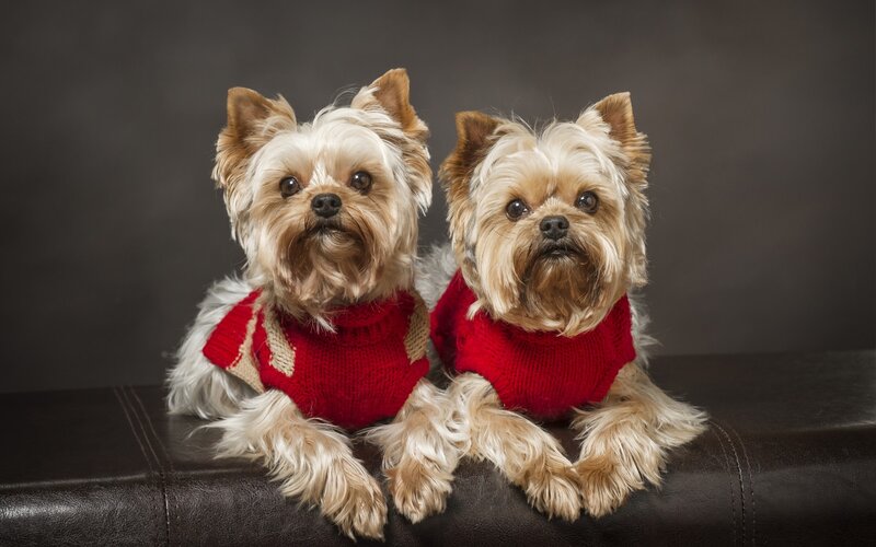 Two Yorkshire Terriers — Red, Calm, Photograph