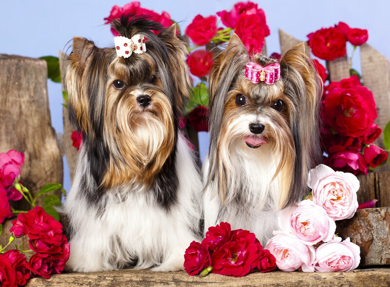 Two Yorkshire Terriers — Red, Cheerful
