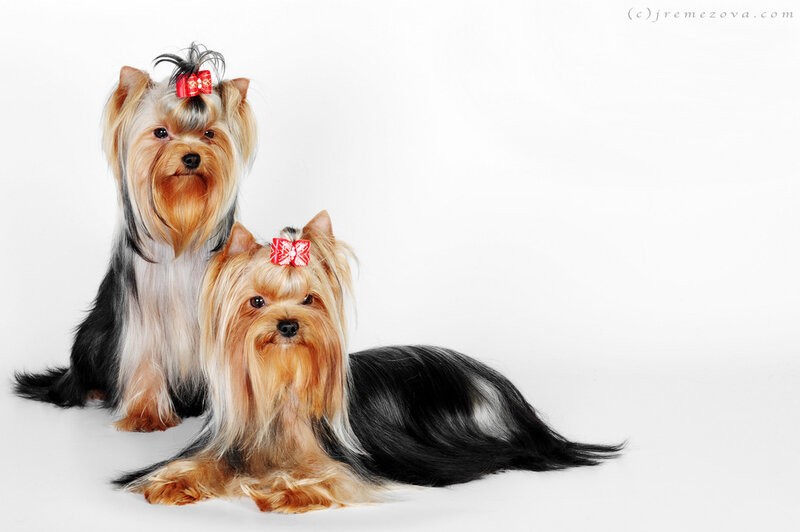 Two Yorkshire Terriers