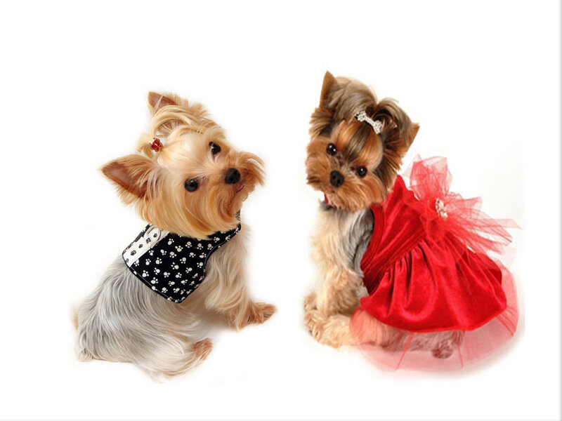 Two Yorkshire Terriers — White