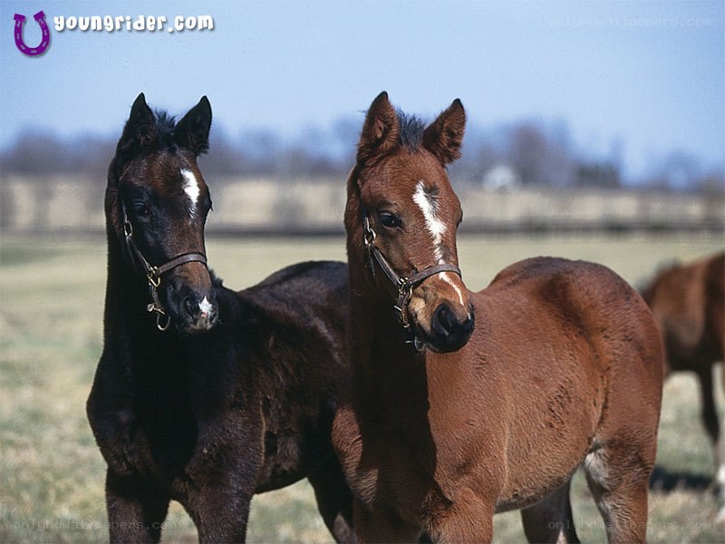 Two young foals in a field