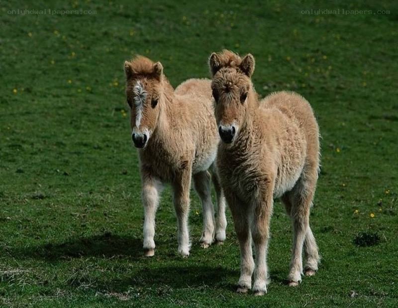 Two young foals in a field