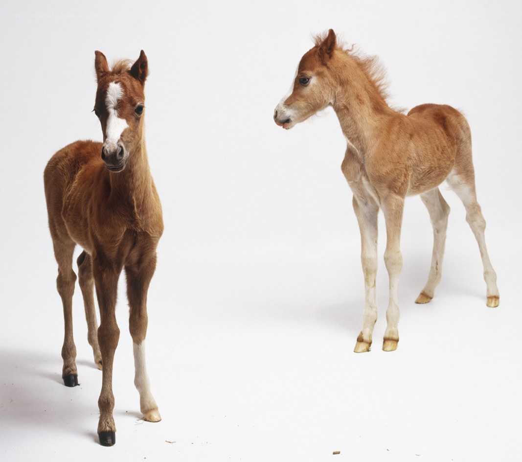 two young foals standing