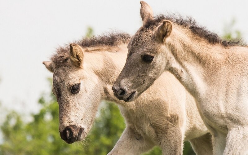 Two Young Foals