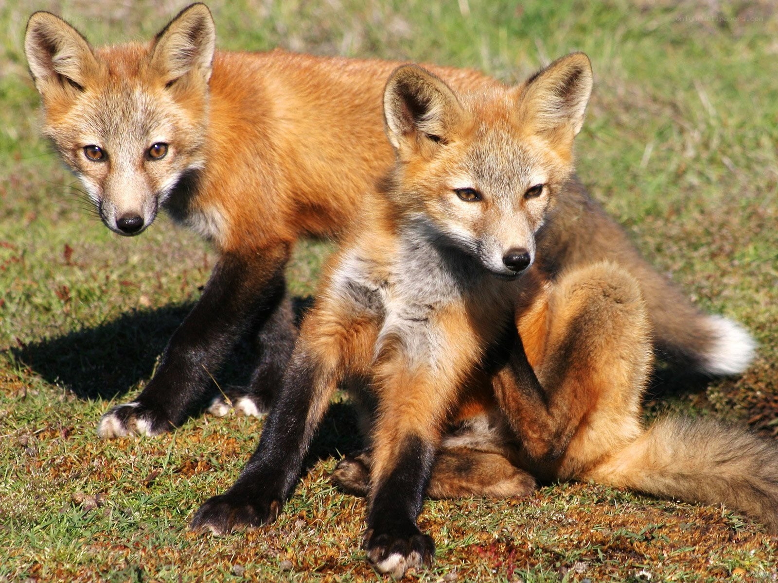 Two young fox kits in grass