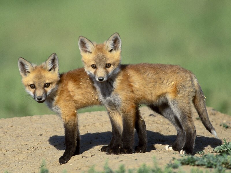 Two young fox kits standing