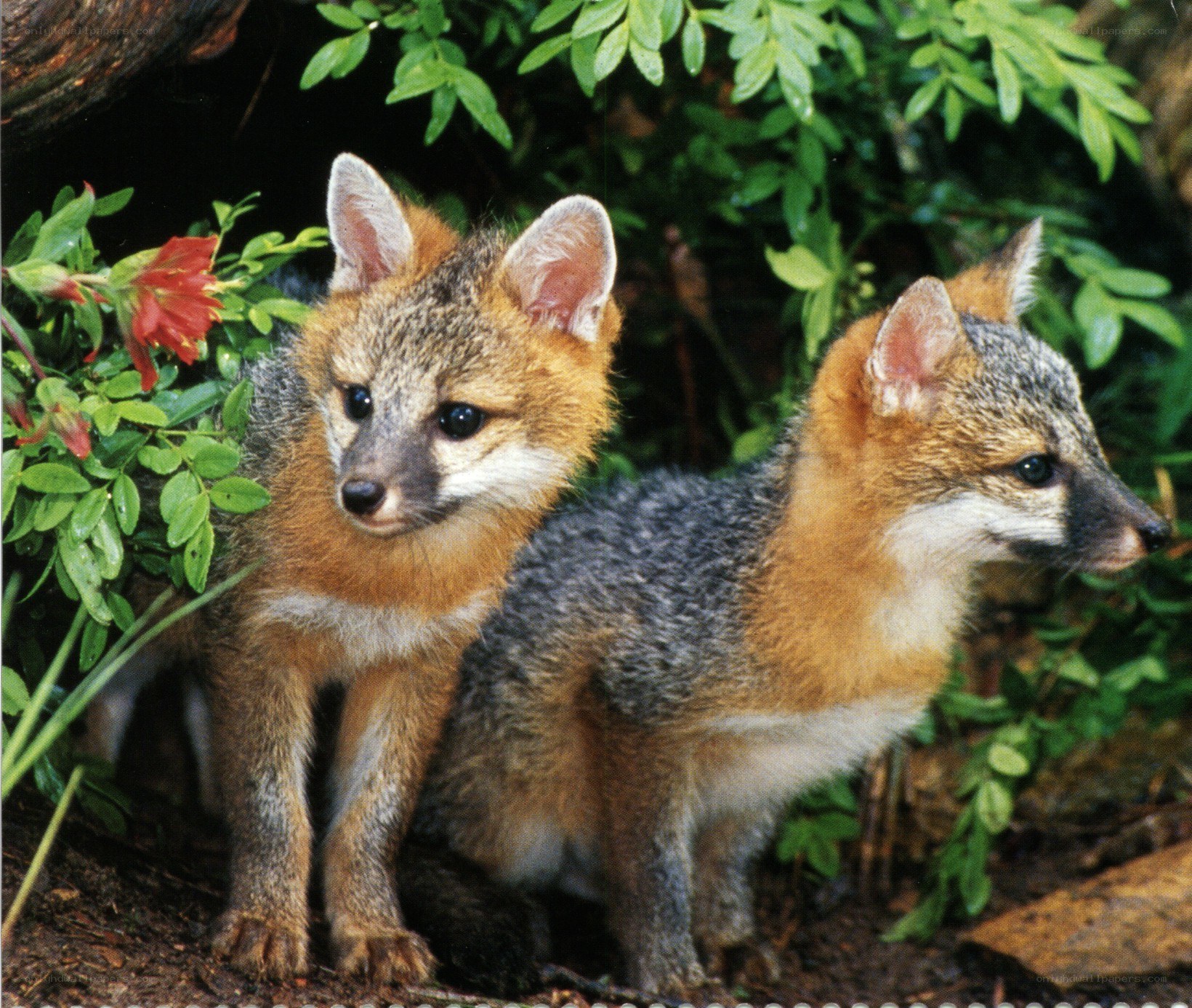 Two young foxes in foliage