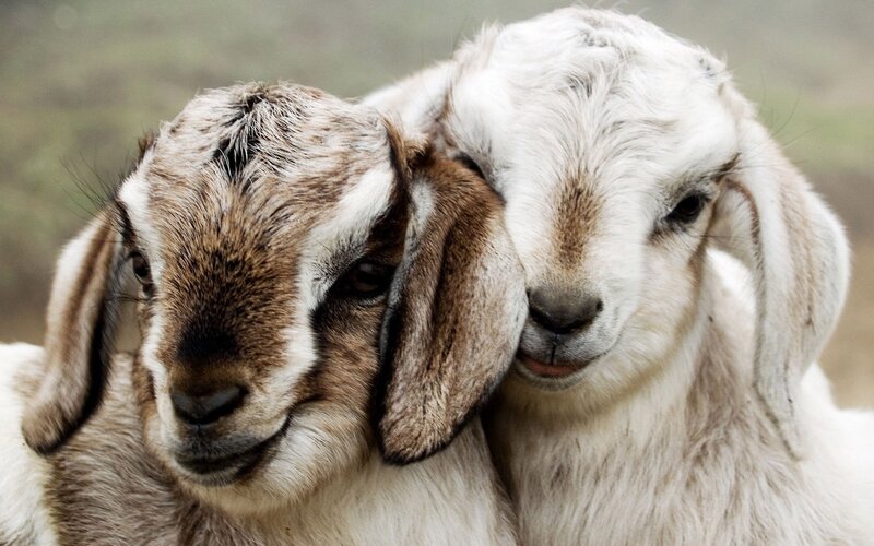 Two Young Goats