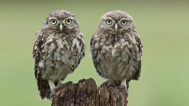 Two Young Owls — Brown