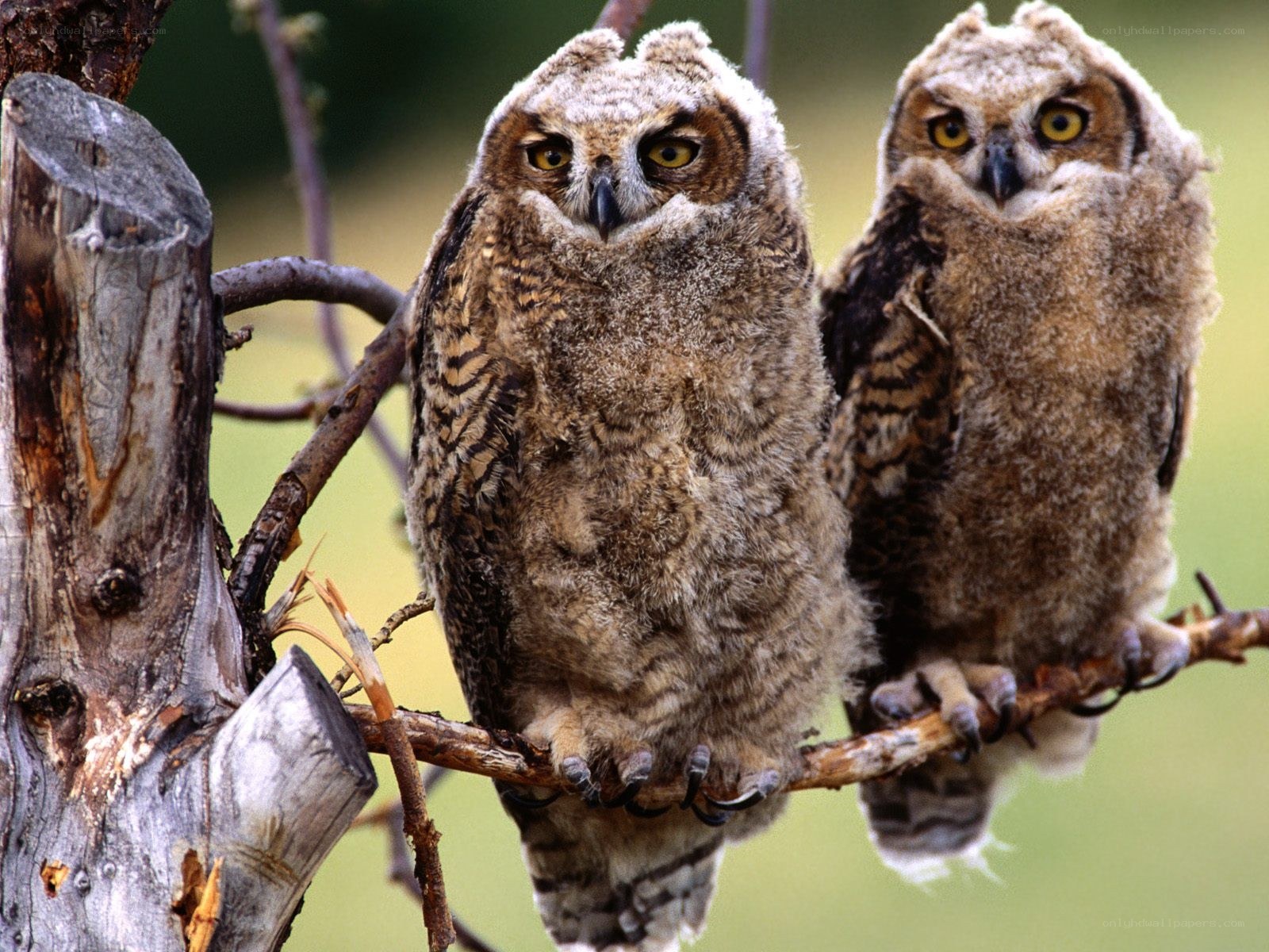 Two young owls on a branch