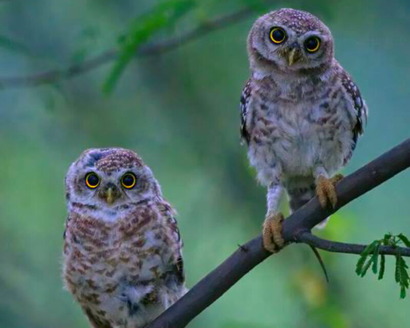 Two Young Owls on Branch
