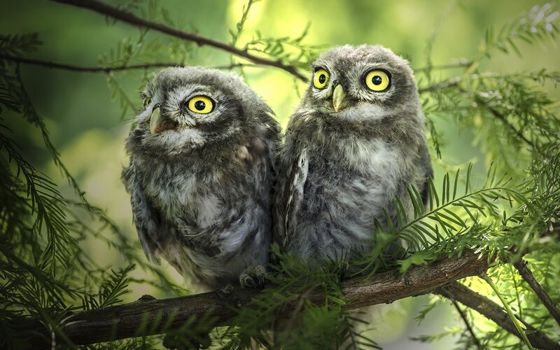 Two Young Owls