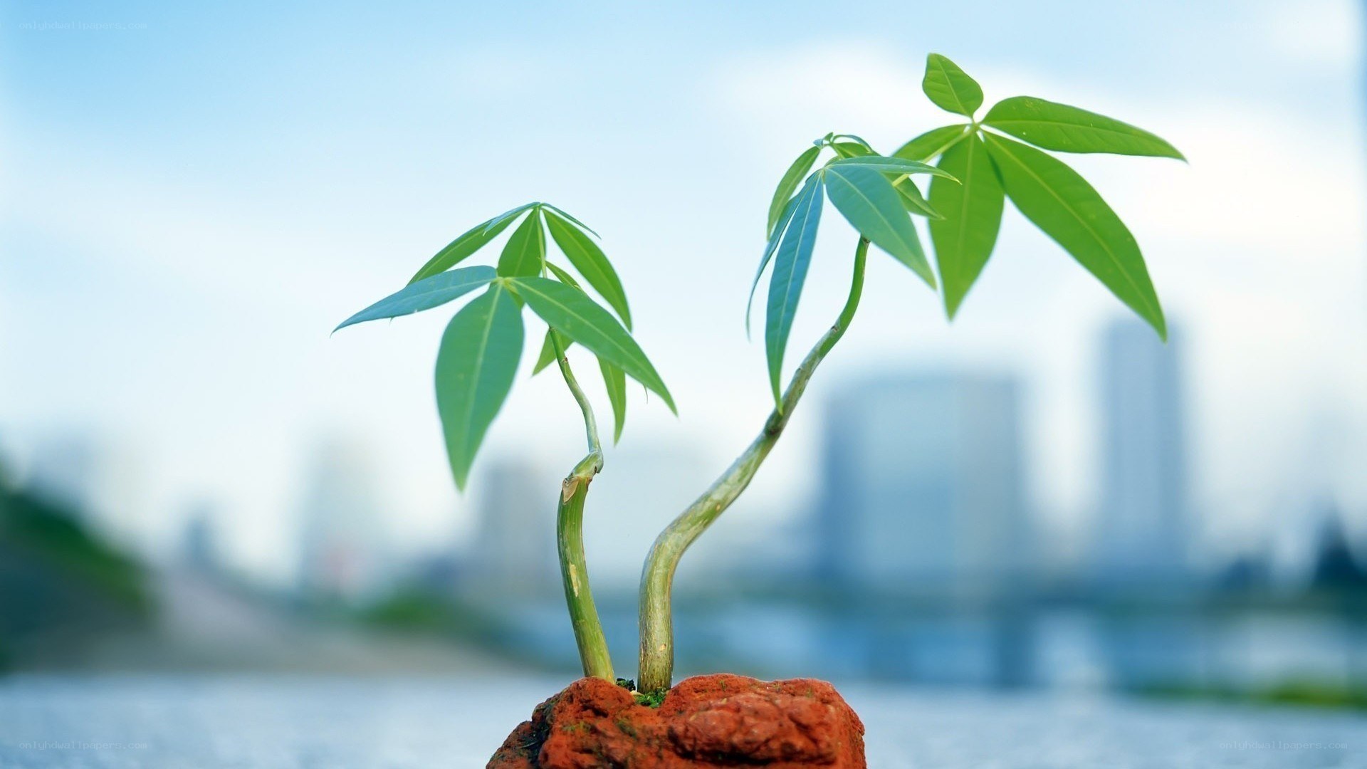 Two young plants in a city
