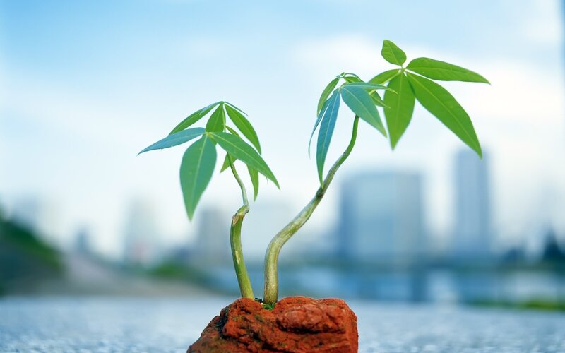Two young plants on a rock