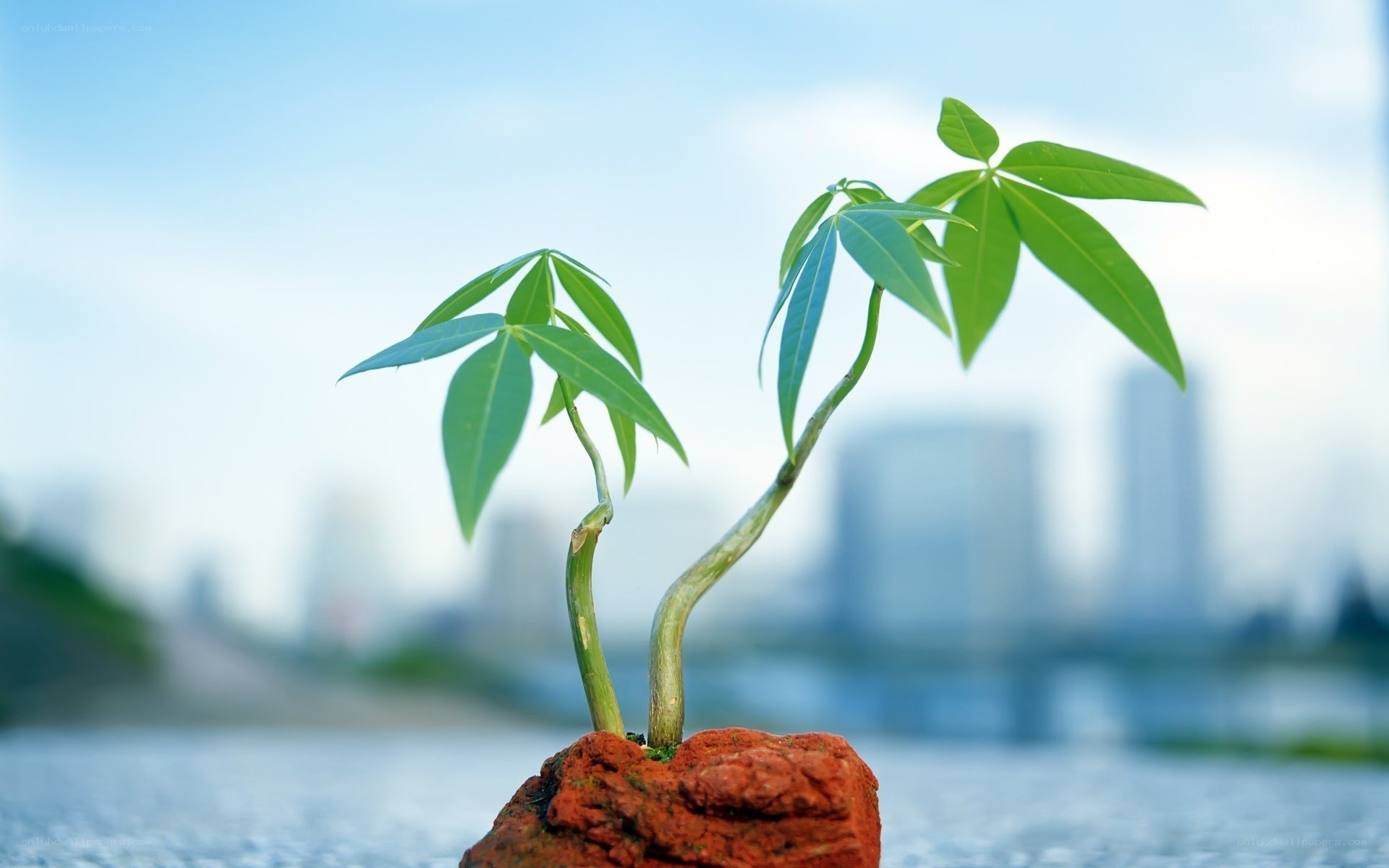 Two young plants on a rock