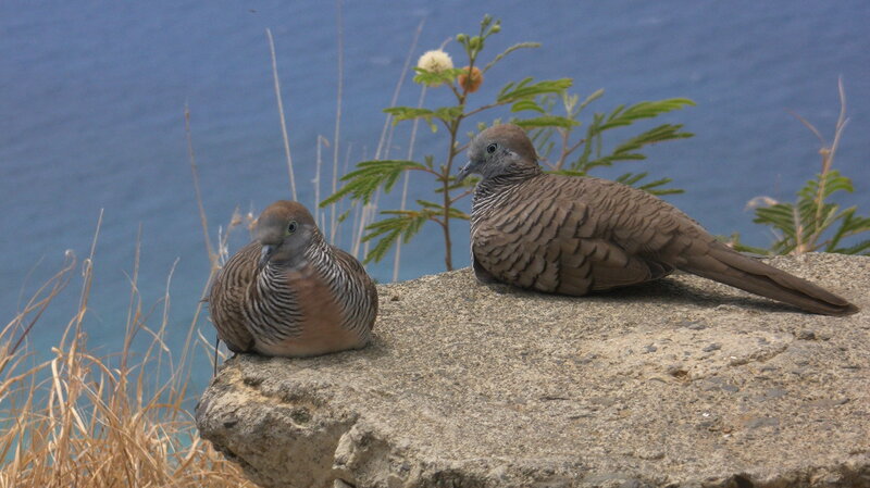Two Zebra Doves