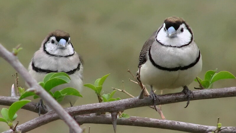 Two Zebra Finches — Brown