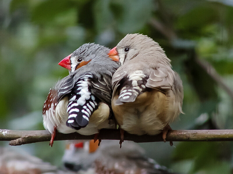 Two Zebra Finches — Gray, Calm