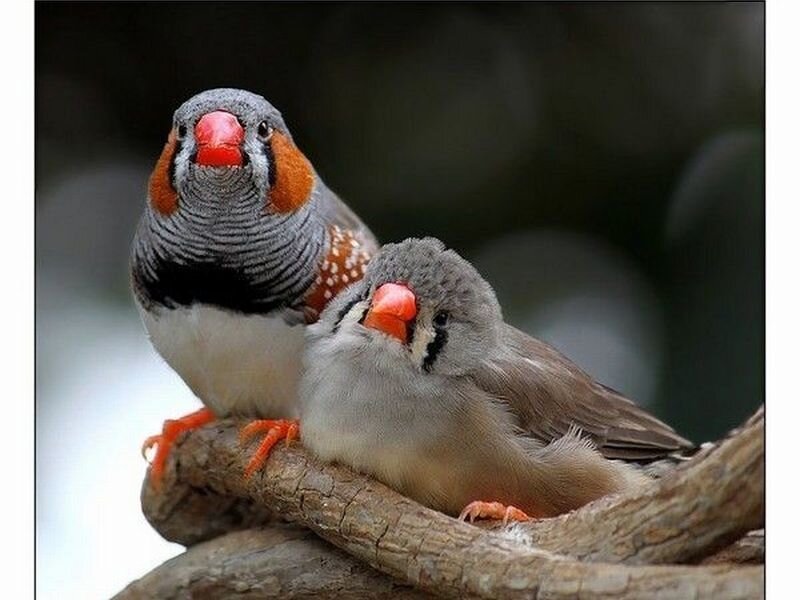 Two Zebra Finches — Gray