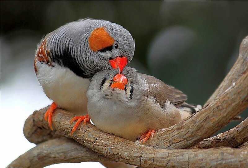 Two Zebra Finches