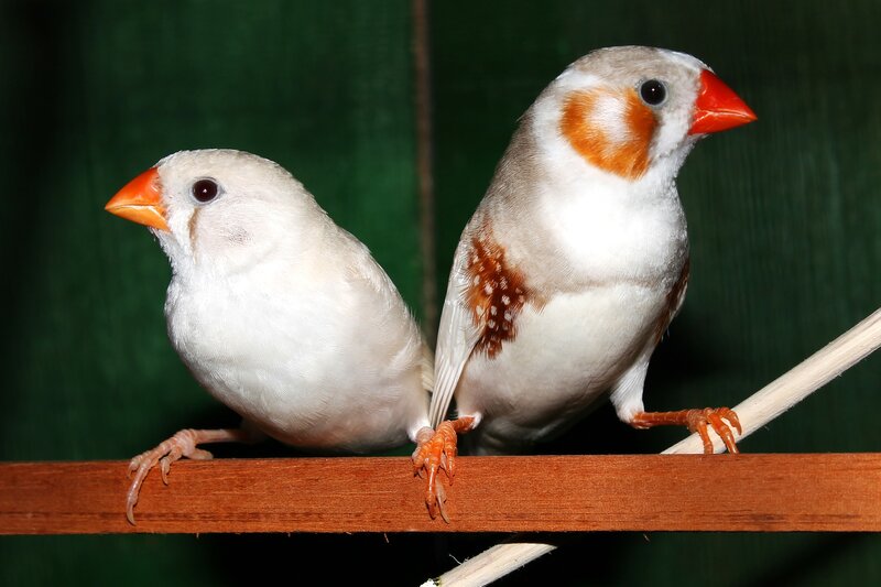 Two Zebra Finches — White