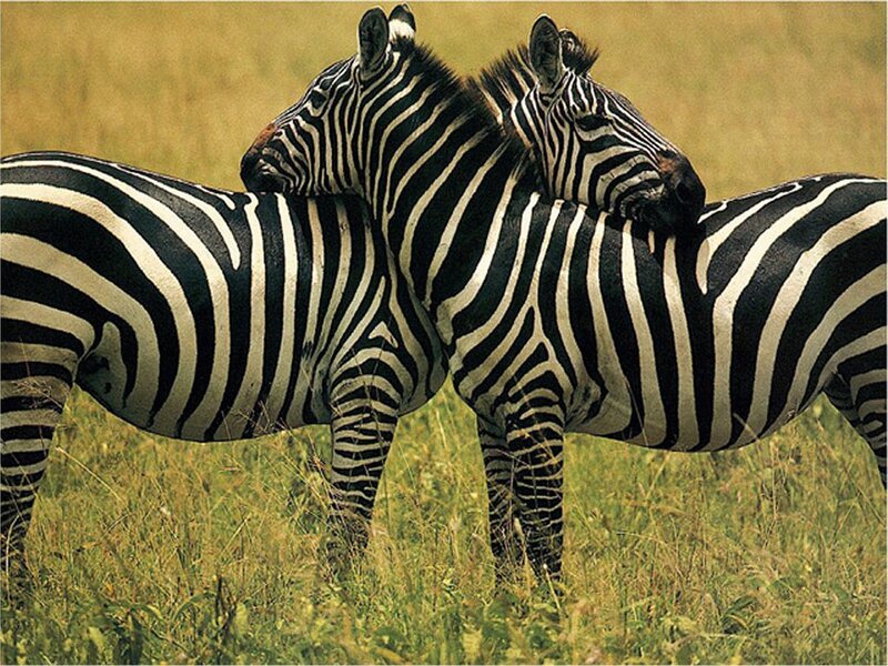 Two Zebras Embracing — Green