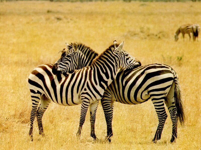 Two Zebras Embracing